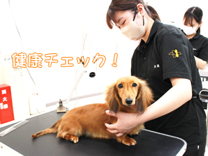 学校のモデル犬を１年生がトリミング！